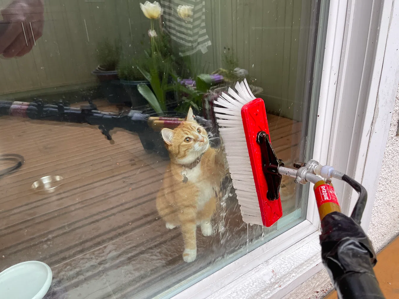 Window Cleaning with Cat